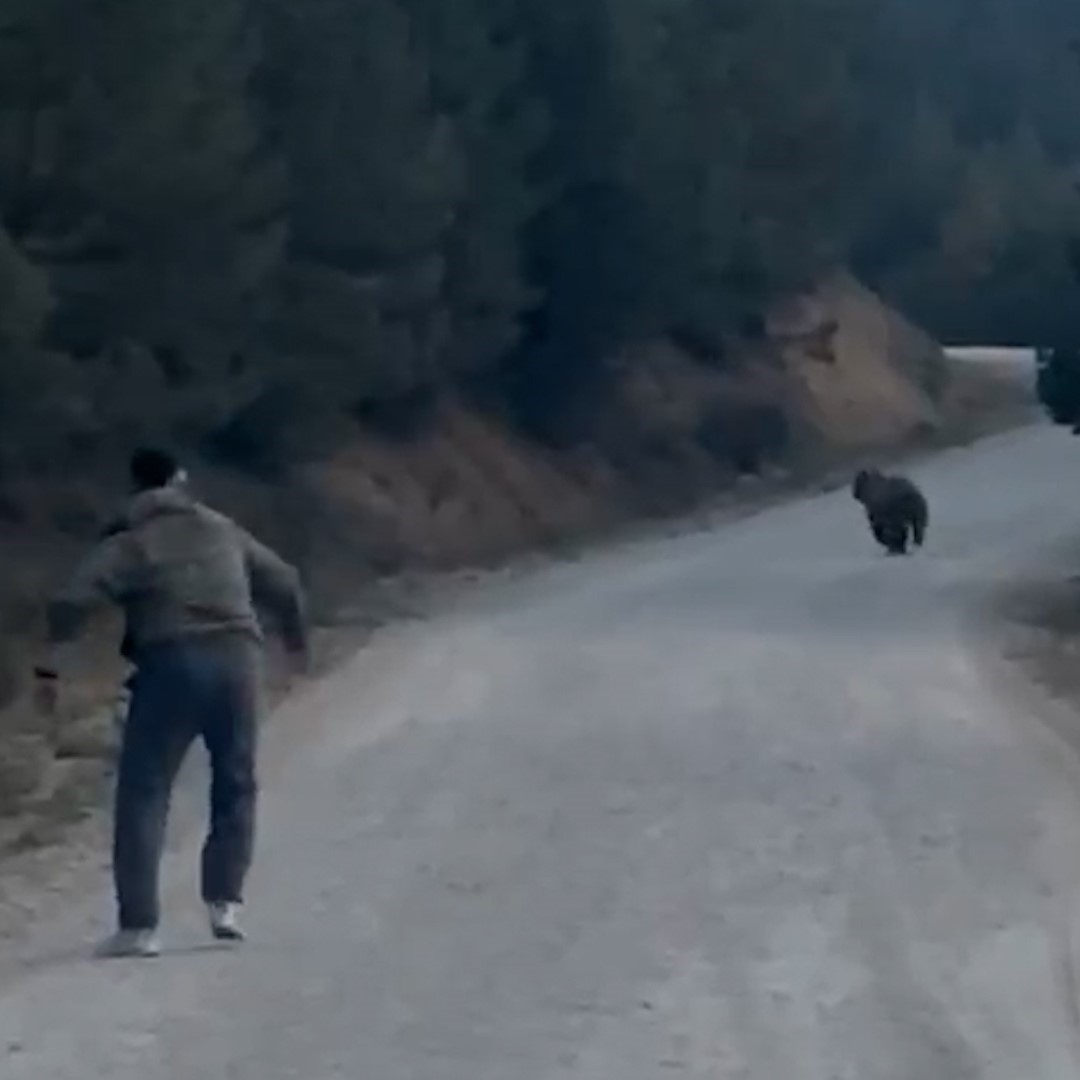 Bolu’da karşılarına çıkan ayıyı taşla kovaladılar