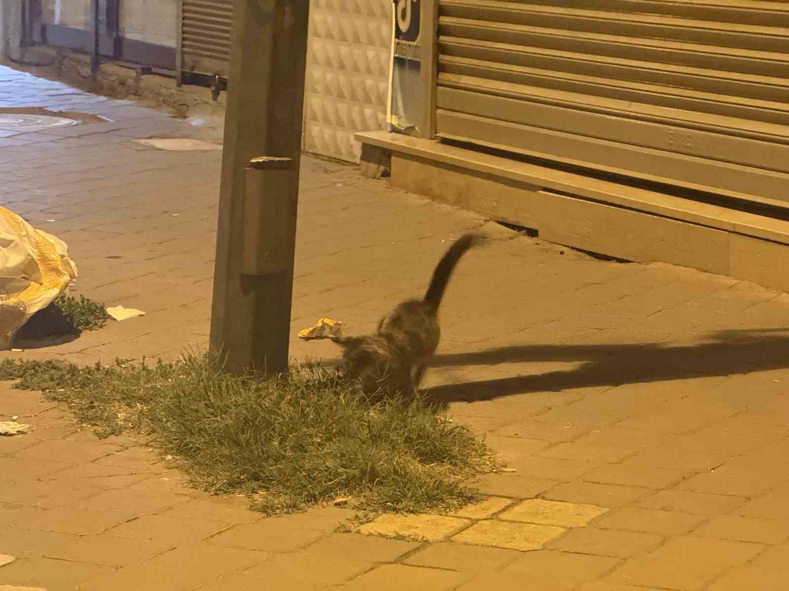 Iğdır’da kedinin fareyle 20 dakikalık oyunu kamerada