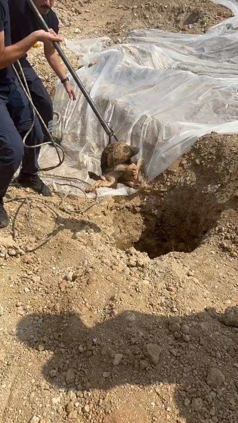 Şantiyedeki kuyuya düşen köpeği itfaiye kurtardı