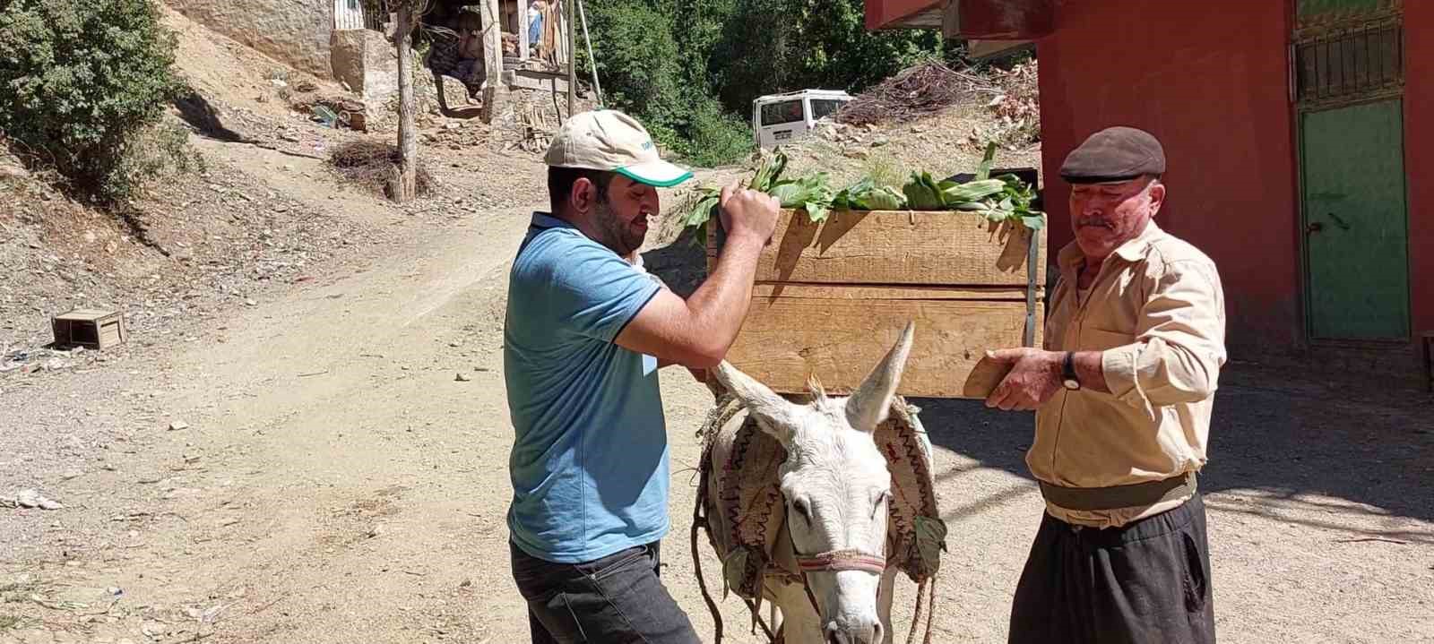 Çüngüş’te organik domates hasadı başladı