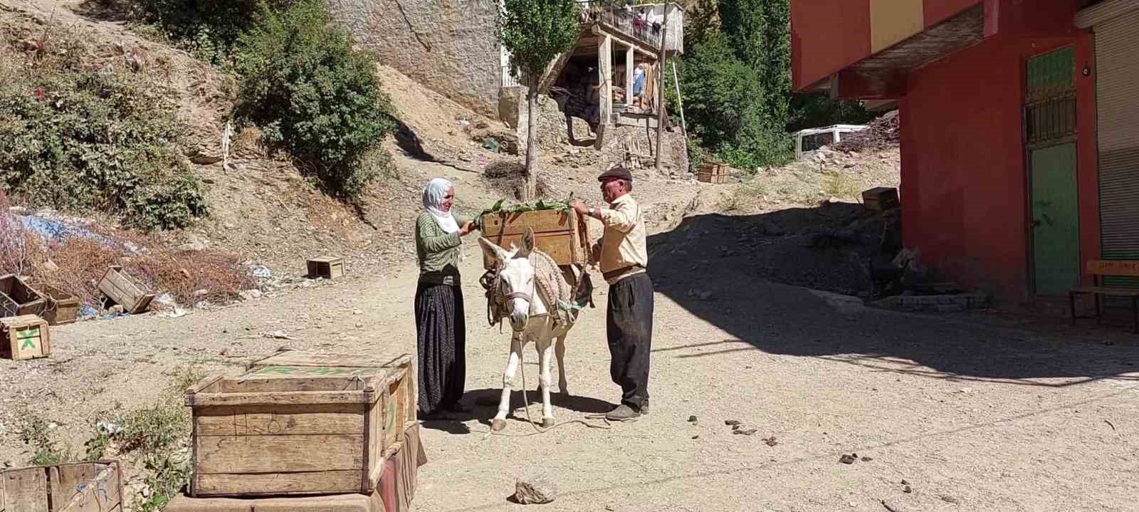 Çüngüş’te organik domates hasadı başladı