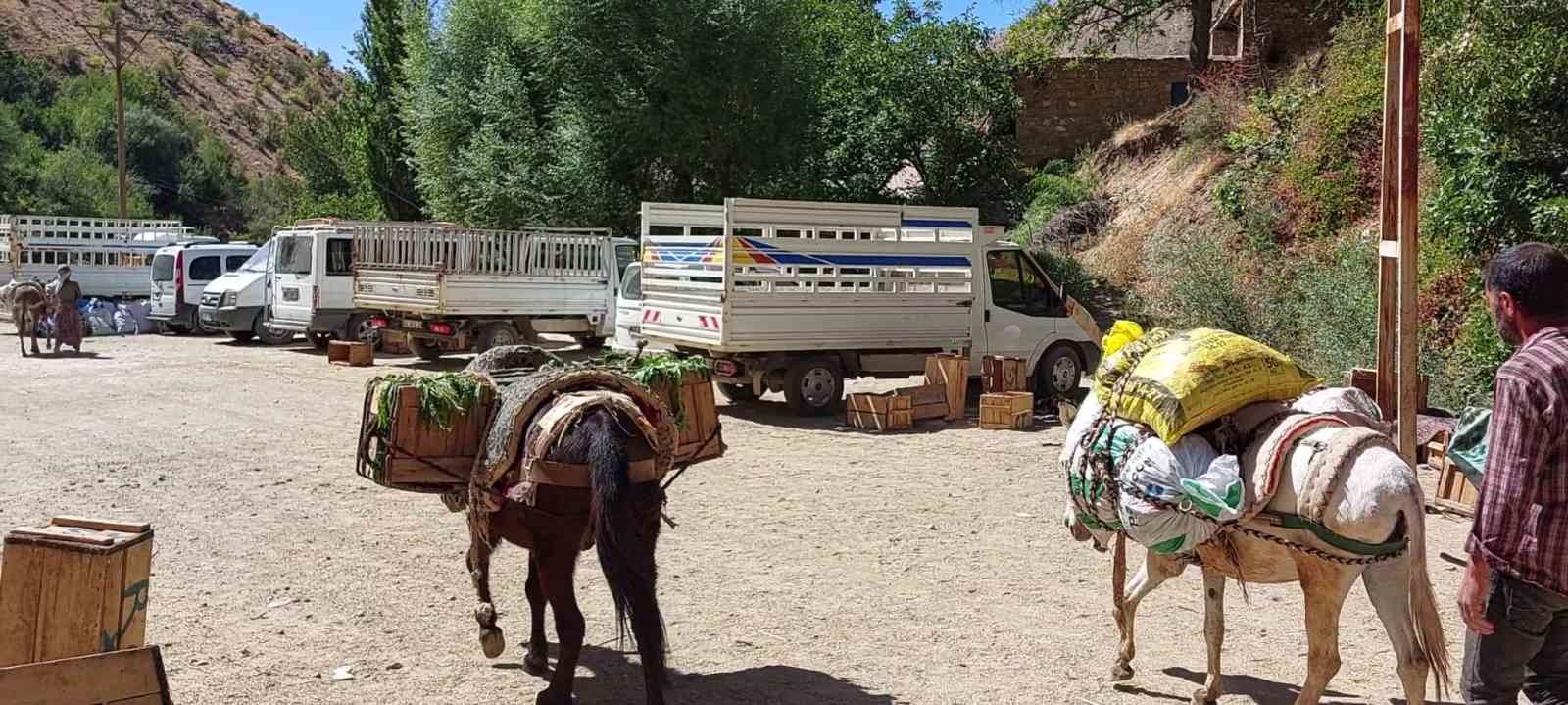 Çüngüş’te organik domates hasadı başladı