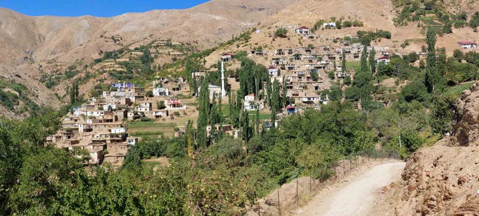 Çüngüş’te organik domates hasadı başladı