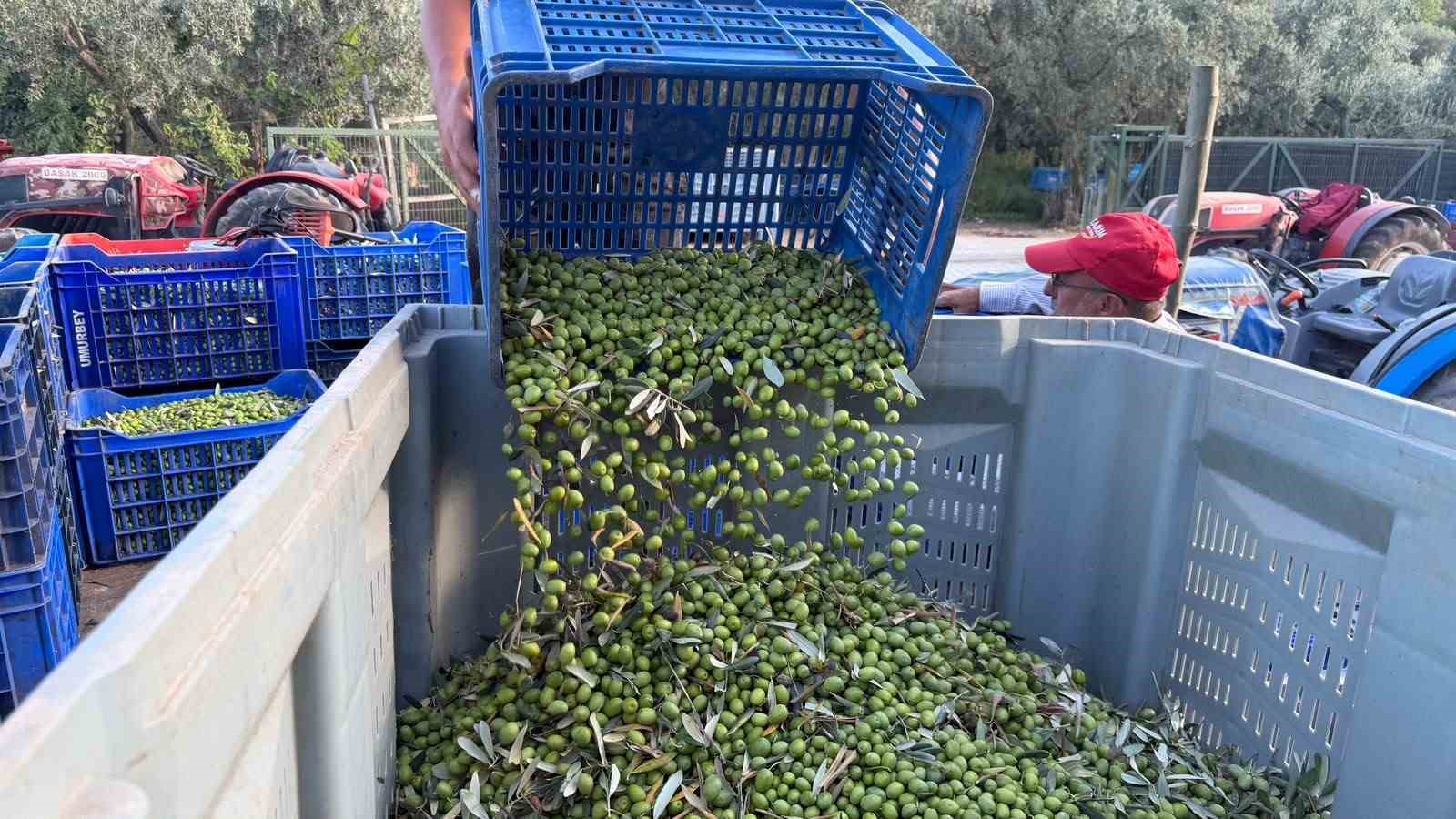 Avrupa ilaç yerine ilk hasat zeytinyağı içiyor