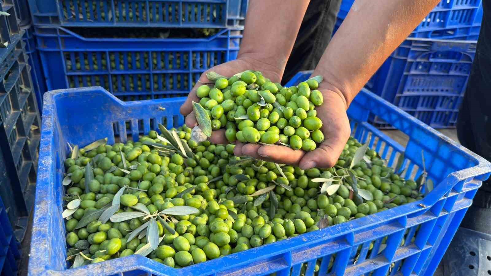 Avrupa ilaç yerine ilk hasat zeytinyağı içiyor