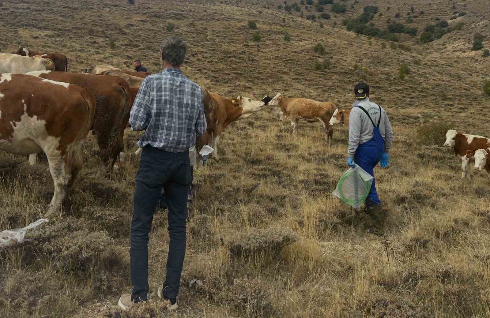Aydıntepe’de hayvan yetiştiricilerine yonca zehirlenmesi uyarısı