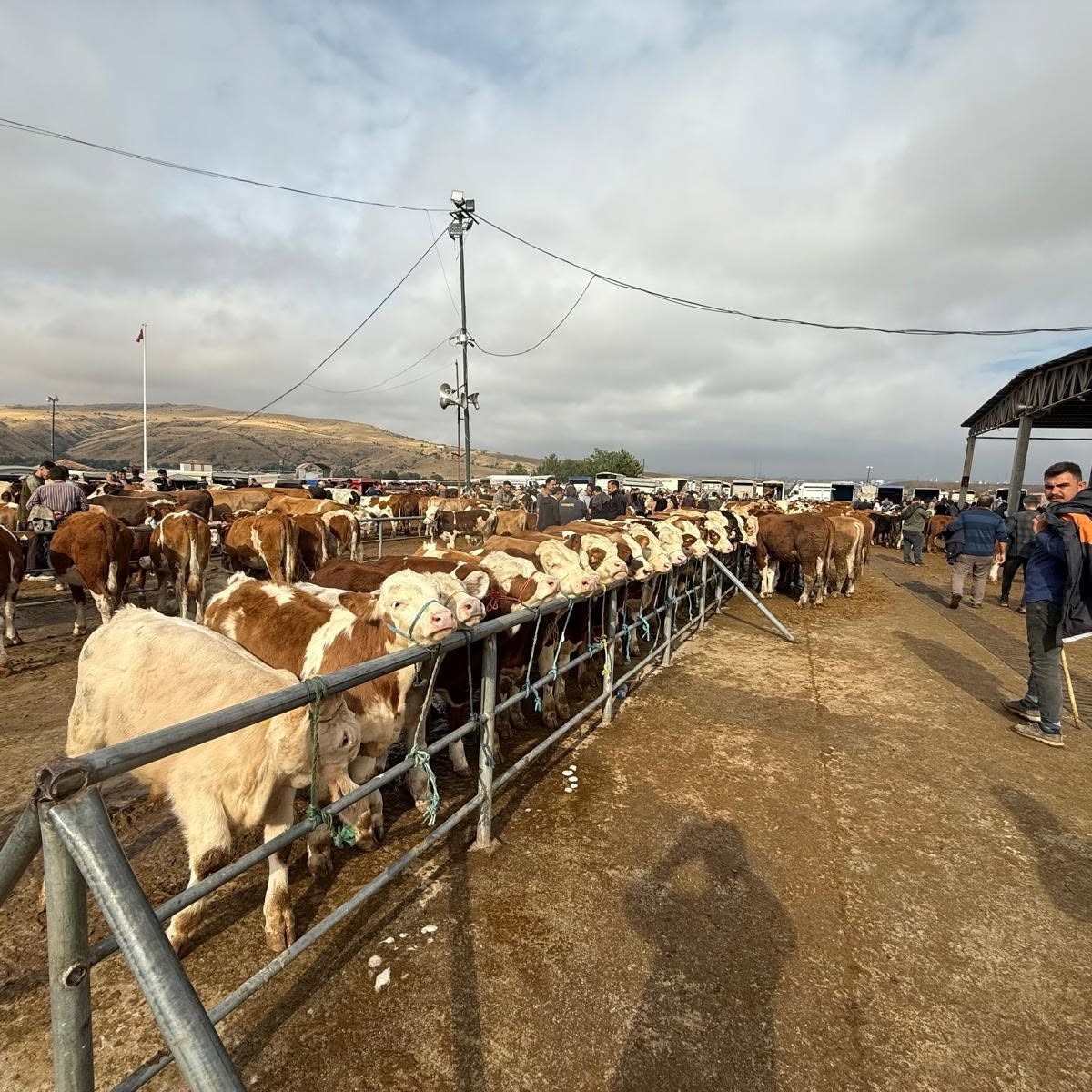 Yozgat’ta hayvan pazarları kapatıldı