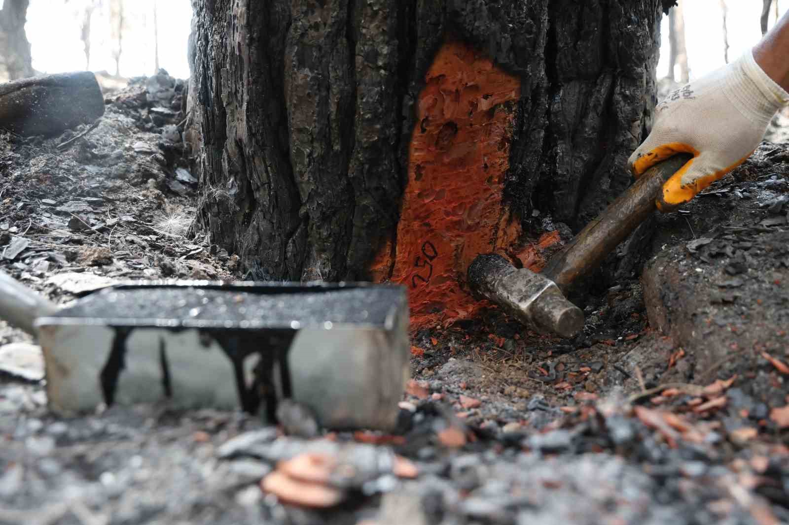 Kozan’da yanan 5 bin 900 hektarlık alanda yeniden yeşil vatan mesaisi başladı: Ağaçlar tek tek damgalanıyor