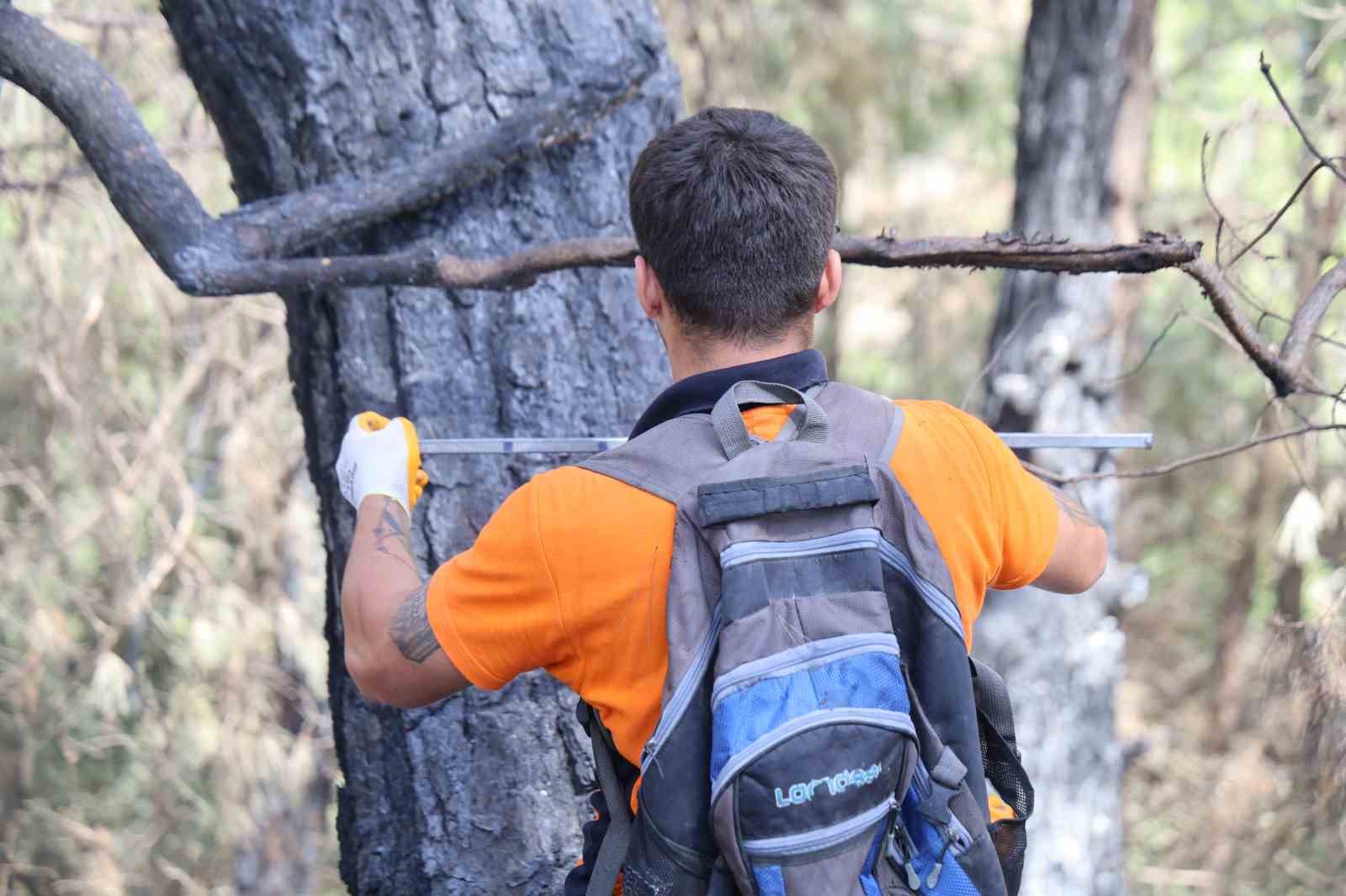 Kozan’da yanan 5 bin 900 hektarlık alanda yeniden yeşil vatan mesaisi başladı: Ağaçlar tek tek damgalanıyor