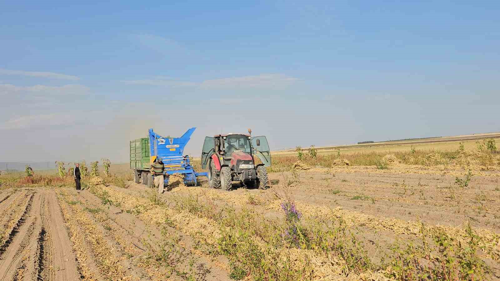 Tarımın kalbi Adilcevaz’da fasulye hasadına başlandı