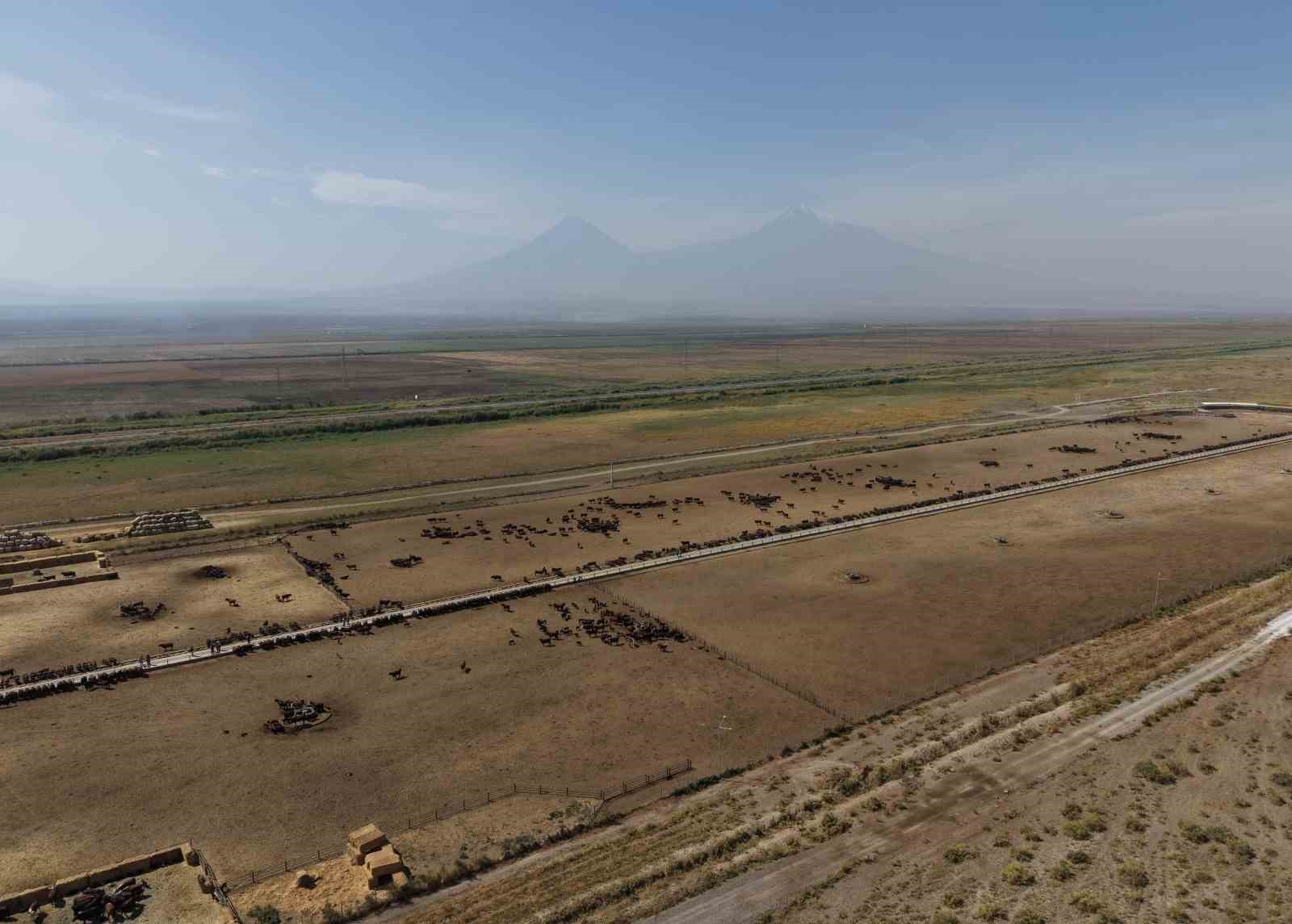 Iğdır’da TİGEM’de yetiştirilen Angus sığırları "Kırsalda Bereket Projesi"yle üreticiye ulaşıyor