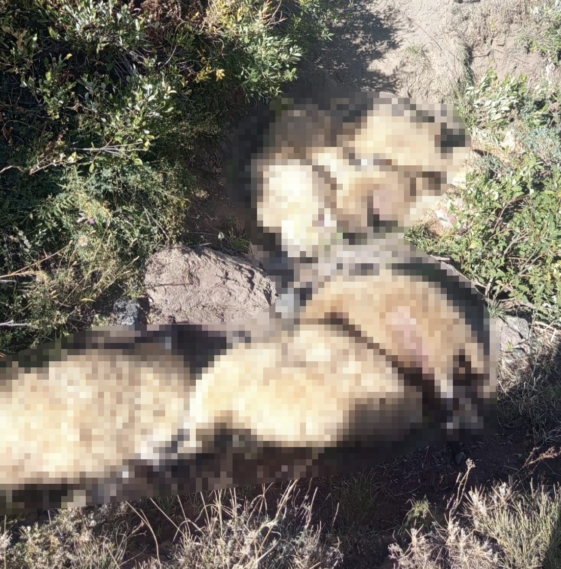 Yaylada yabani hayvandan kaçan sürüdeki 40 koyun telef oldu