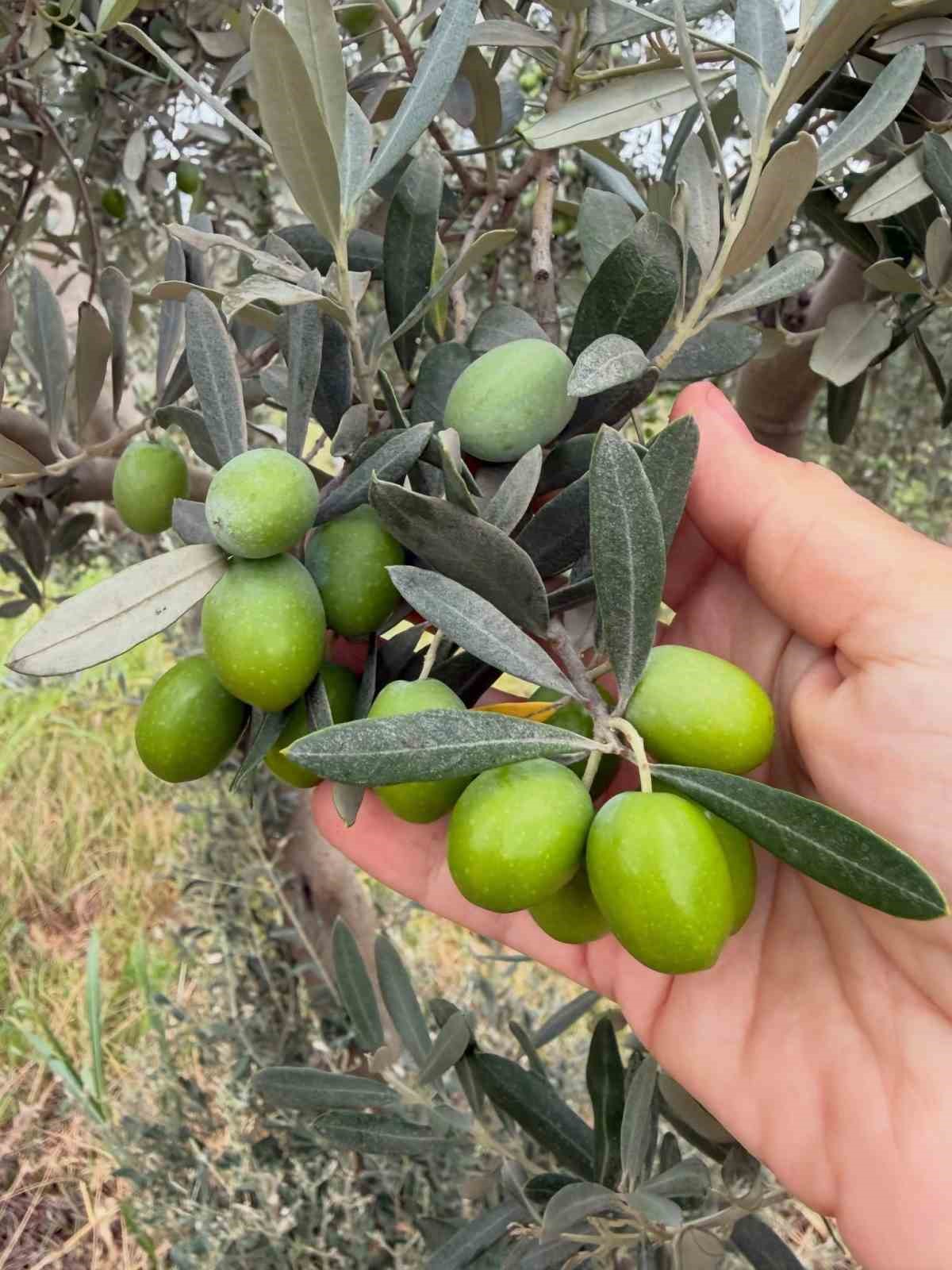 Burhaniye de zeytin bahçelerine hasat öncesi yoğun kontrol