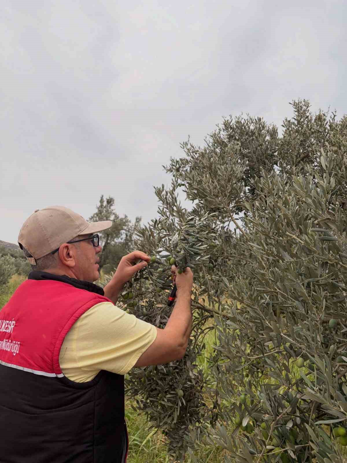 Burhaniye de zeytin bahçelerine hasat öncesi yoğun kontrol