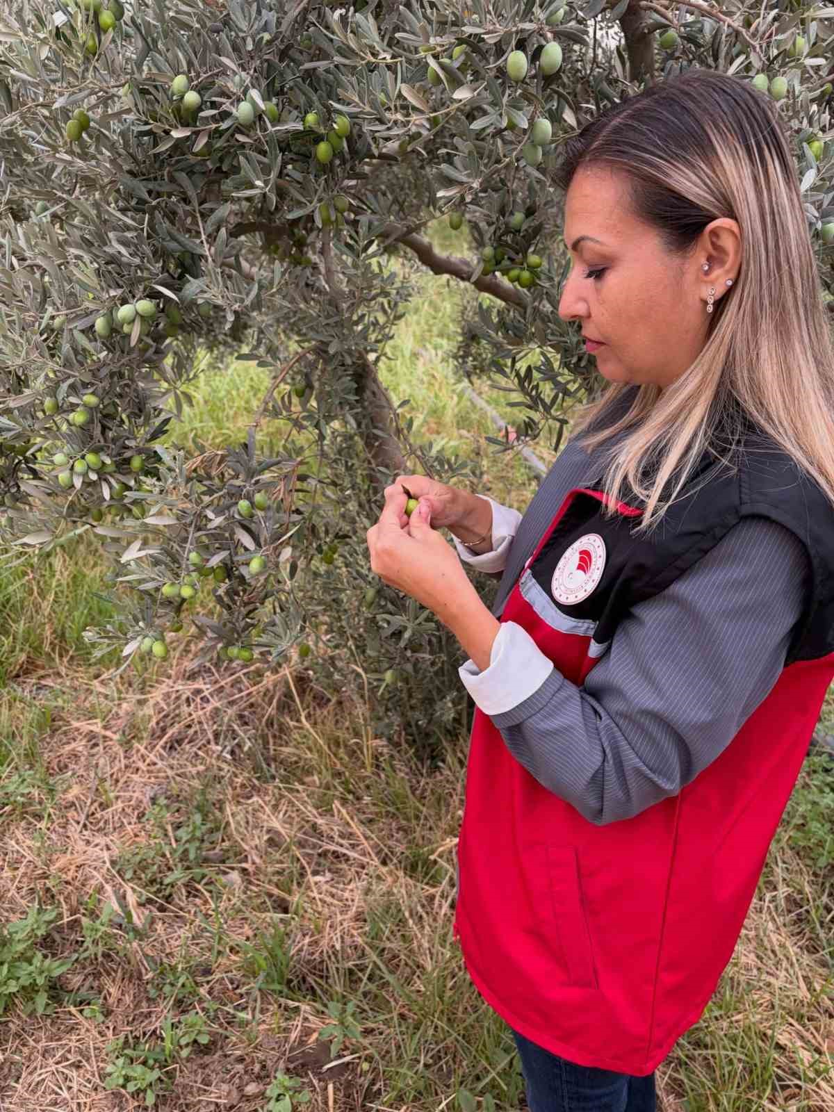 Burhaniye de zeytin bahçelerine hasat öncesi yoğun kontrol