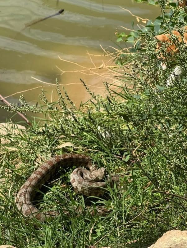 Reyhanlı’da göl kenarında görülen yılan yakalandı