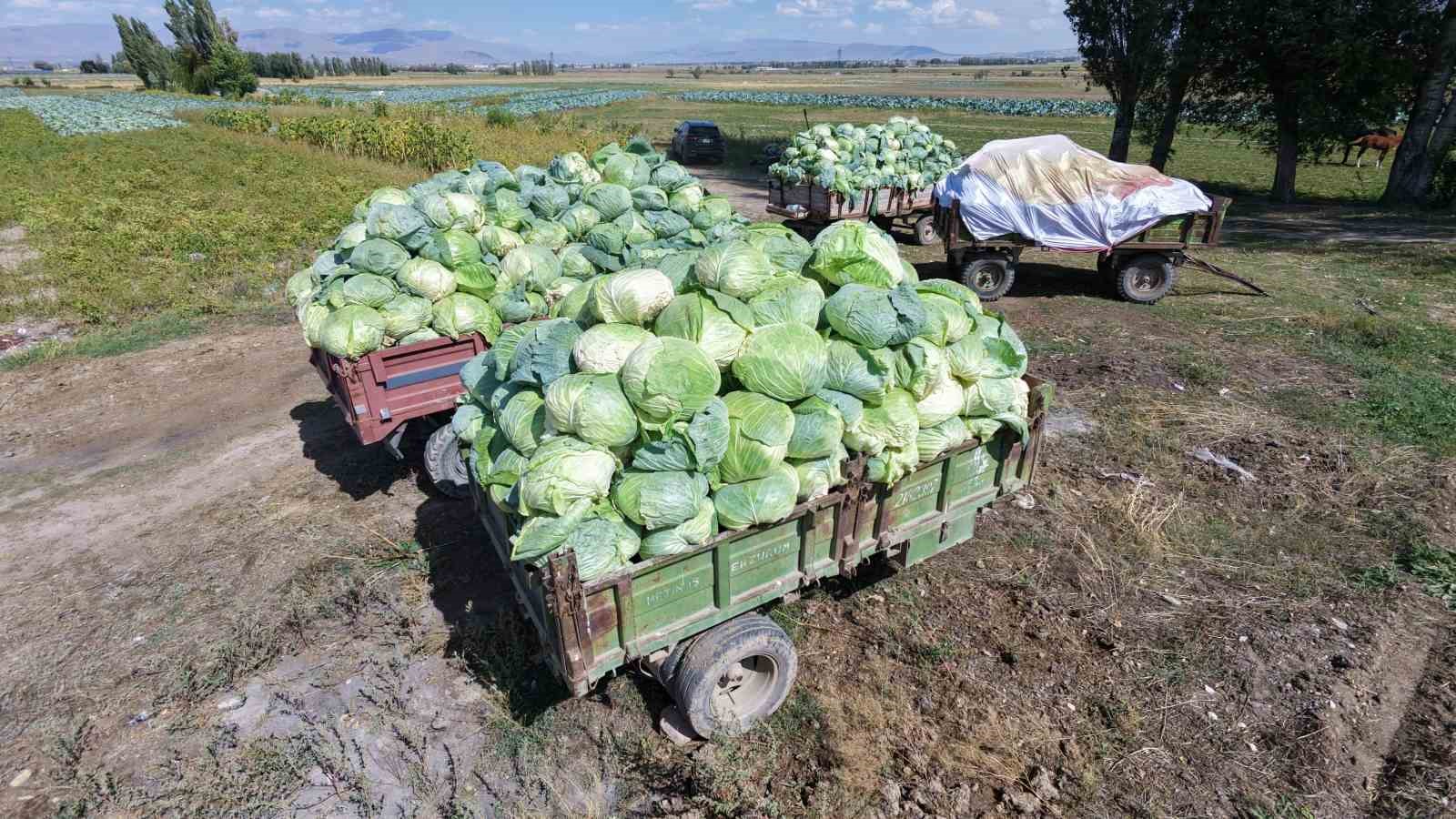 Erzurum’da üretiliyor Türkiye’de tüketiliyor: Söğütlü lahanaları yurdun dört bir yanına ulaşıyor