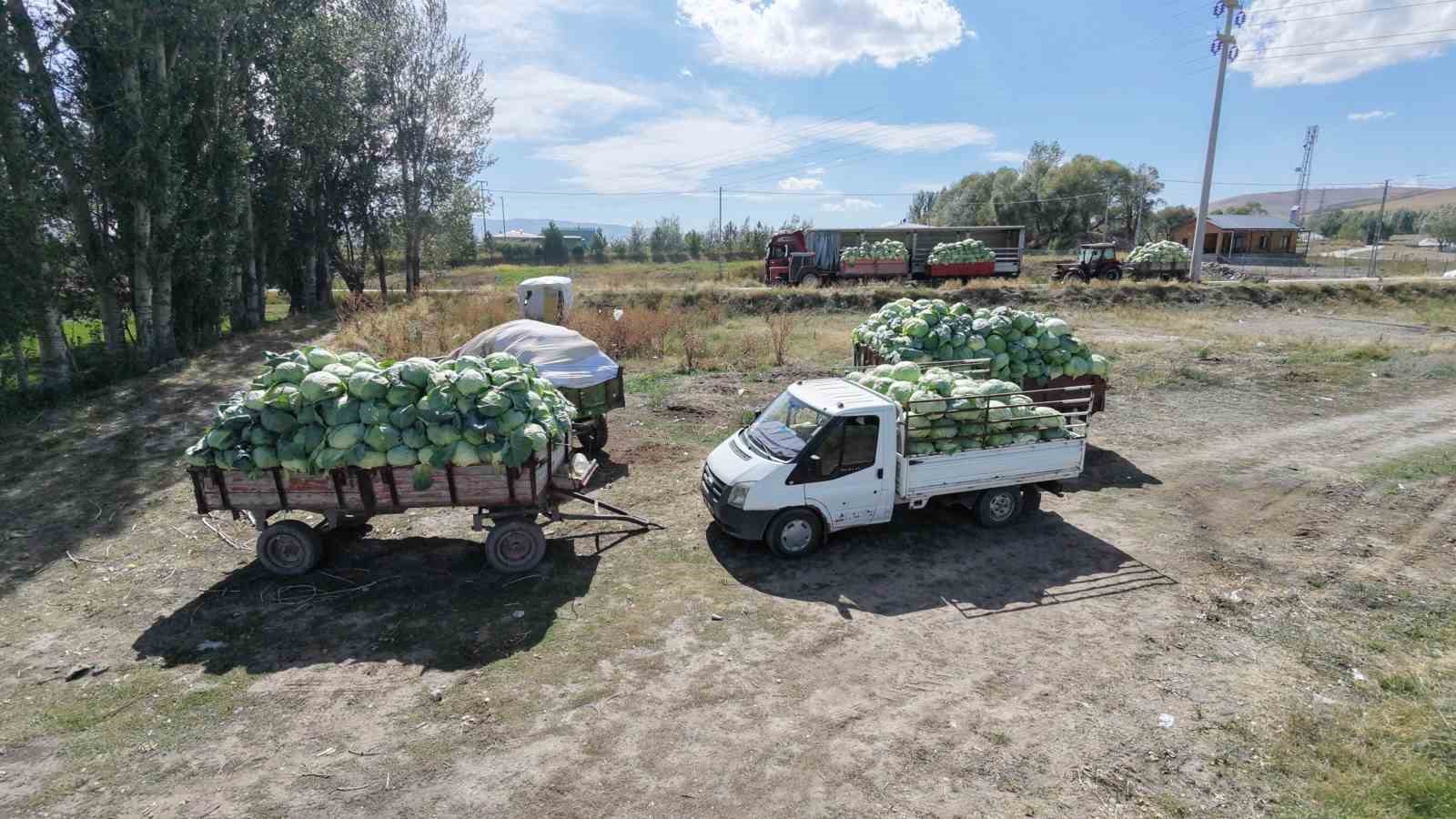 Erzurum’da üretiliyor Türkiye’de tüketiliyor: Söğütlü lahanaları yurdun dört bir yanına ulaşıyor