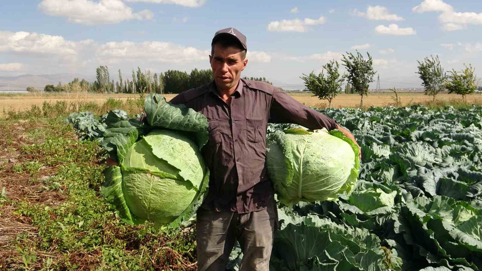 Erzurum’da üretiliyor Türkiye’de tüketiliyor: Söğütlü lahanaları yurdun dört bir yanına ulaşıyor