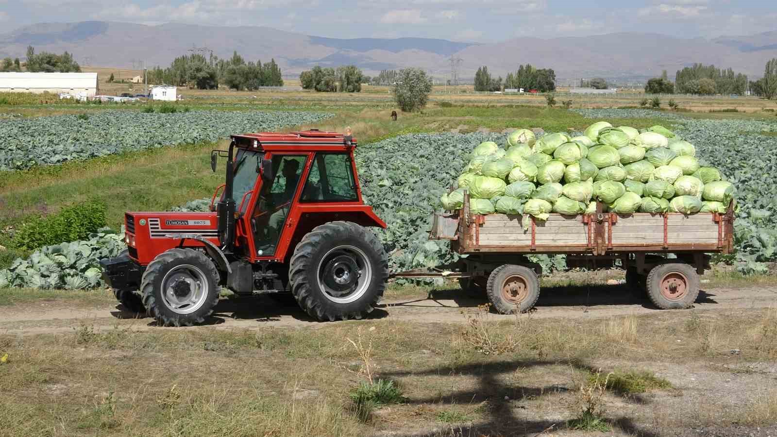 Erzurum’da üretiliyor Türkiye’de tüketiliyor: Söğütlü lahanaları yurdun dört bir yanına ulaşıyor