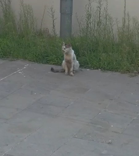 Havalandırma boşluğuna düşen yavru kediyi itfaiye kurtardı