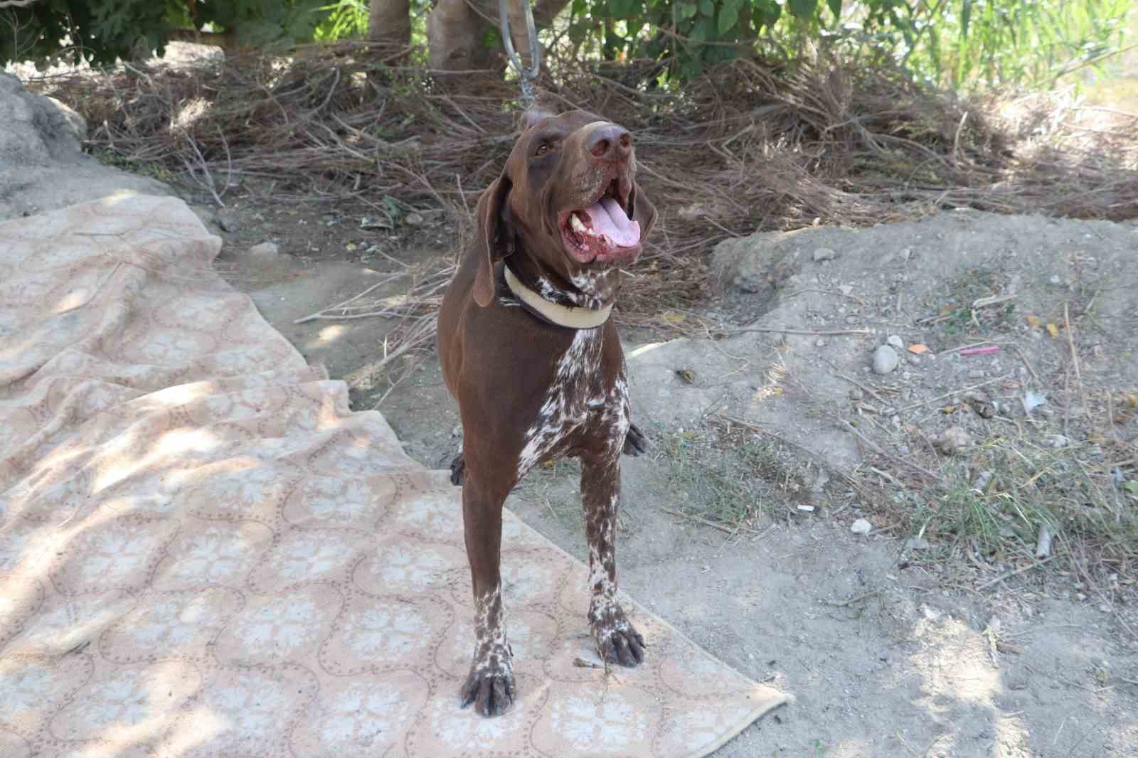 Adana’da köpeğe sopayla şiddet güvenlik kamerasında