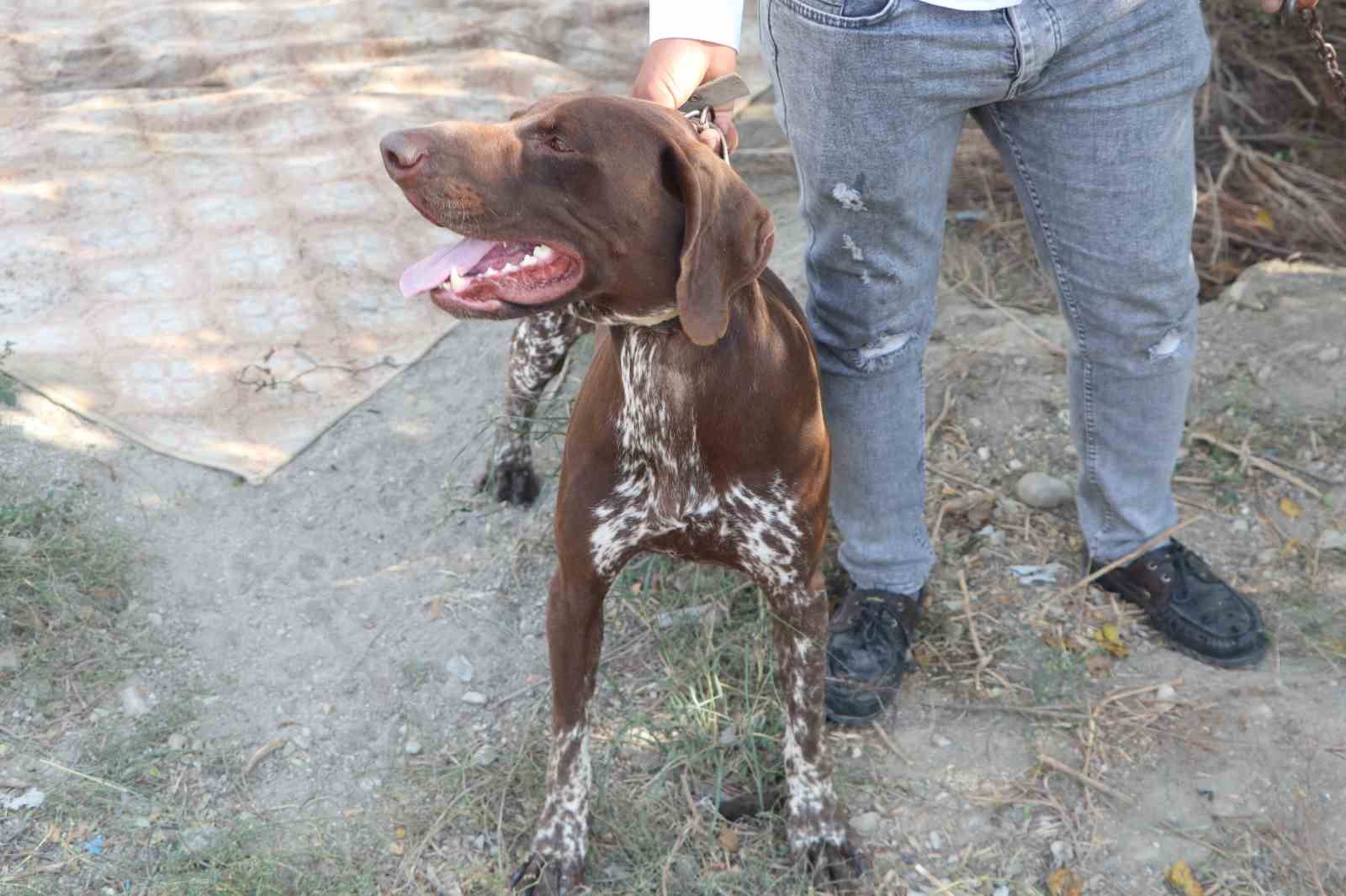 Adana’da köpeğe sopayla şiddet güvenlik kamerasında