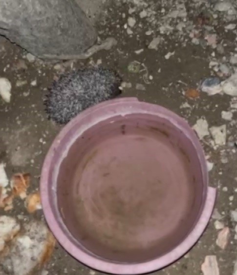 Bayburt’ta tavuklara bırakılan suya önce tilki şimdi de kirpi dadandı