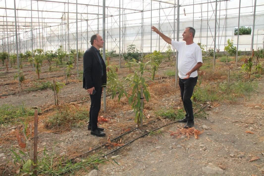 Erzin’de avokado ve mango üretimi yapılan seralar ekonomiye katkı sağlıyor