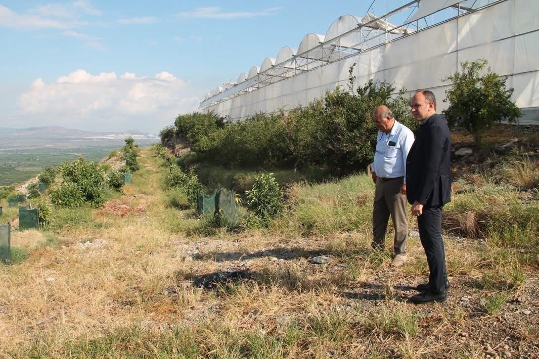 Erzin’de avokado ve mango üretimi yapılan seralar ekonomiye katkı sağlıyor