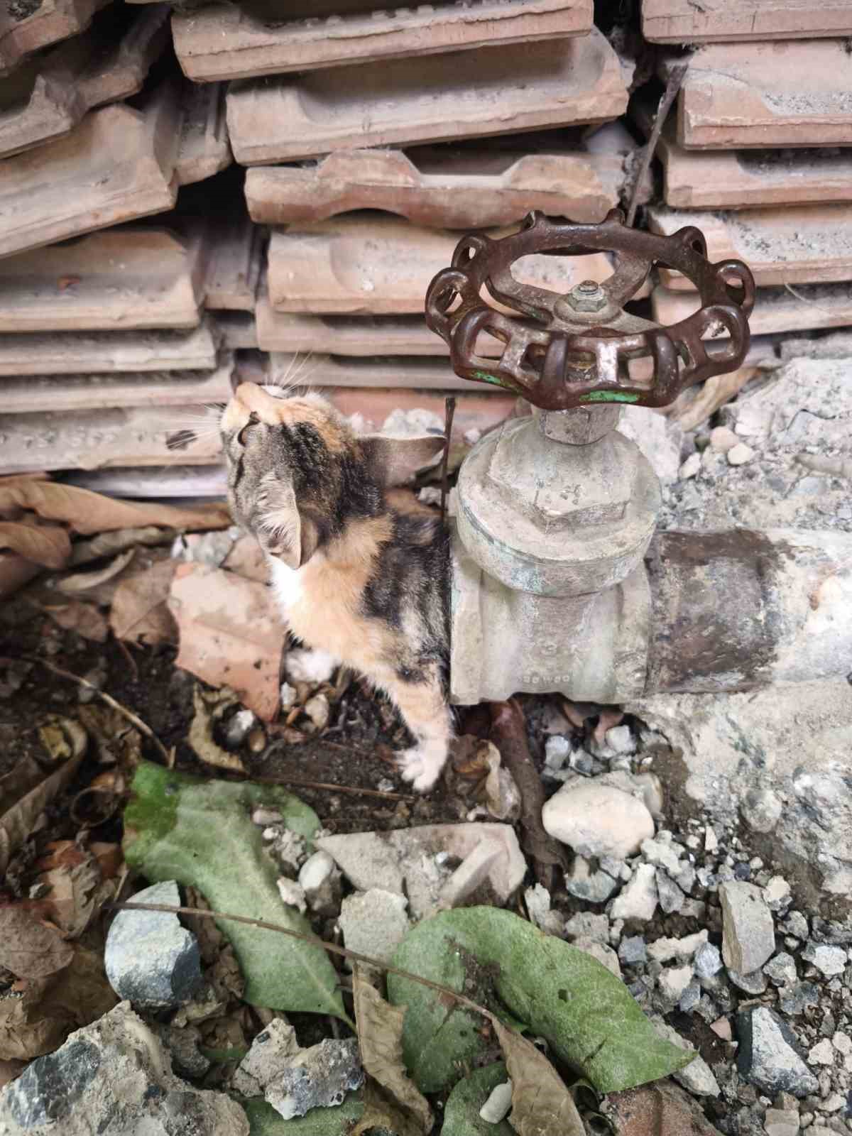 Vanaya sıkışarak mahsur kalan yavru kedi, itfaiye ekiplerinin çalışmasıyla kurtarıldı