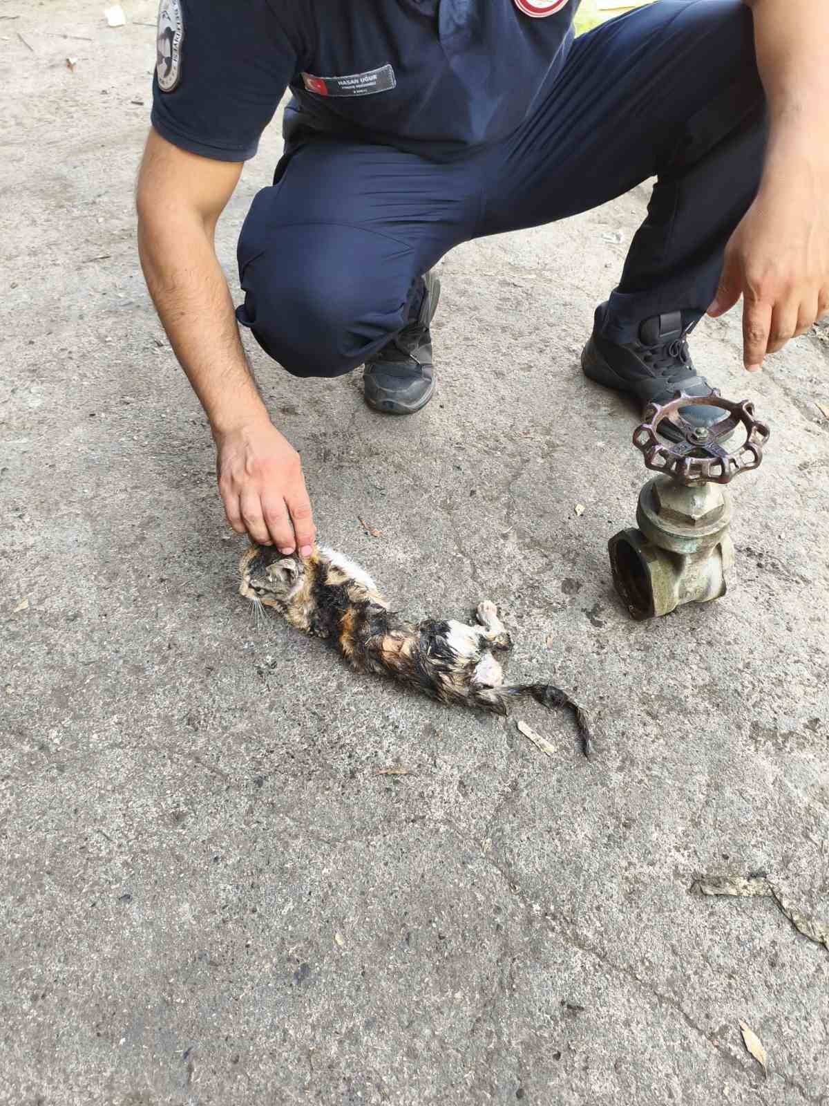 Vanaya sıkışarak mahsur kalan yavru kedi, itfaiye ekiplerinin çalışmasıyla kurtarıldı