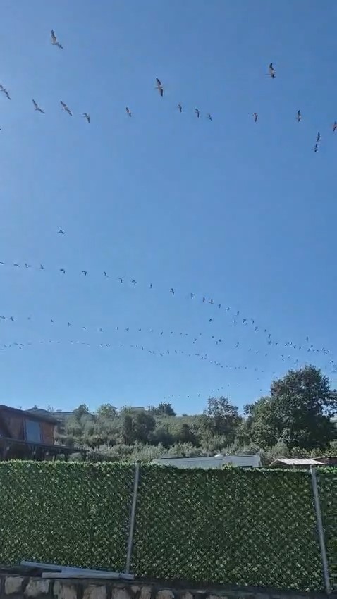Göç eden leylek sürüsü gökyüzünde görsel şölen oluşturdu