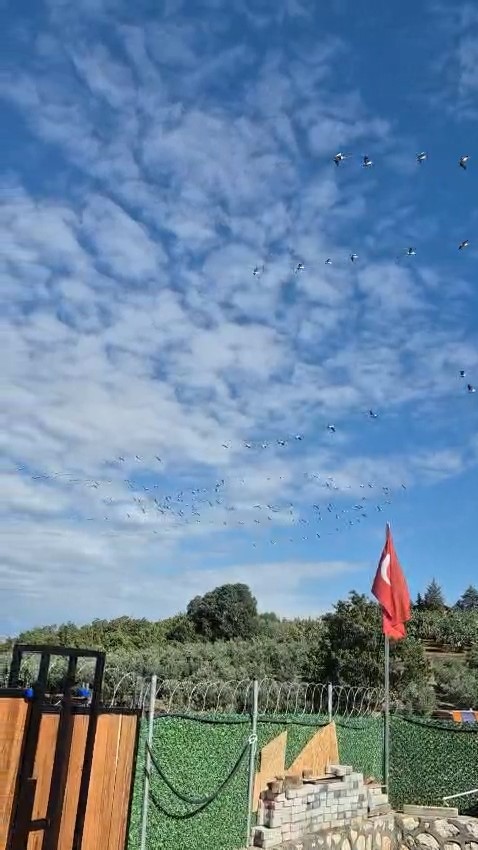 Göç eden leylek sürüsü gökyüzünde görsel şölen oluşturdu