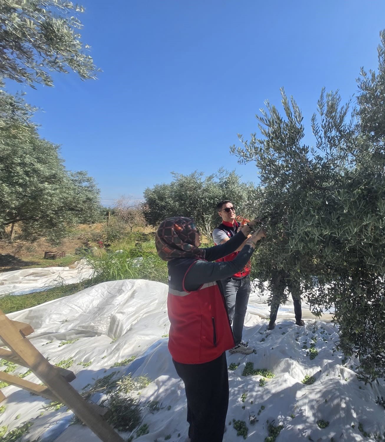 Bozdoğan’da zeytin hasadı üretici bahçesinde gerçekleştirildi