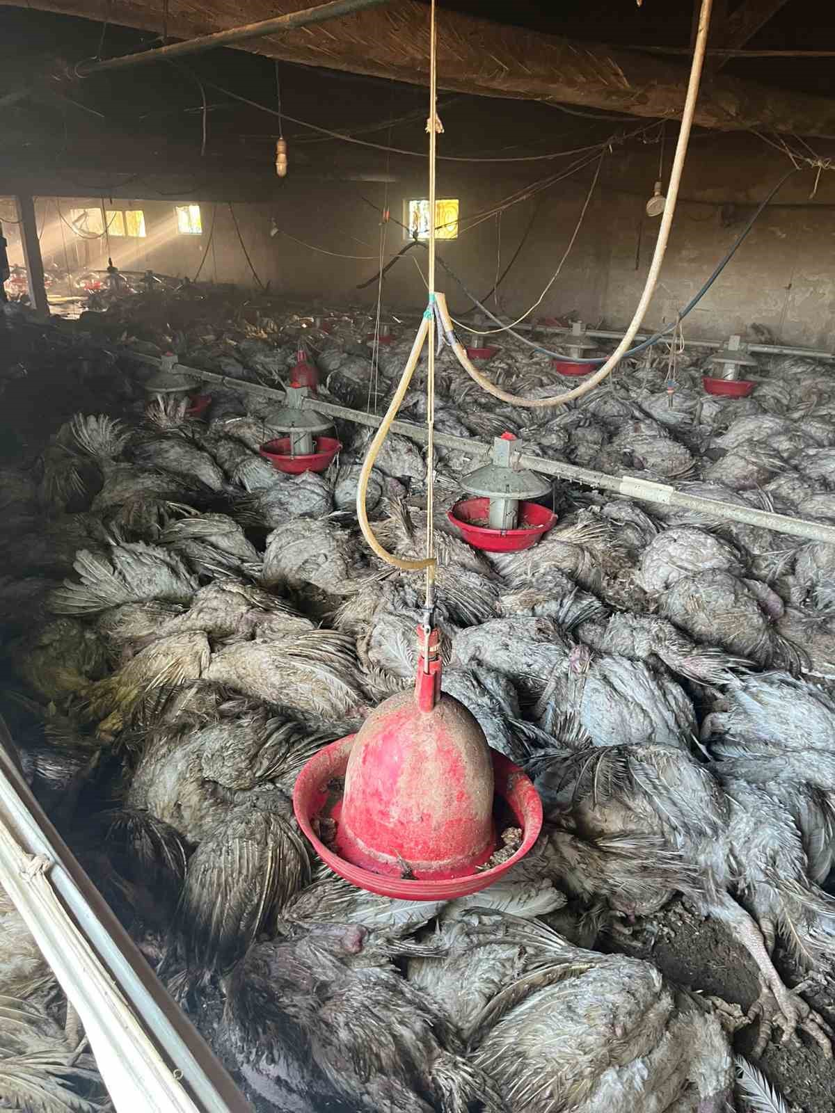 Bolu’da hindi kümesinde yangın: Bin 800 hindi telef oldu