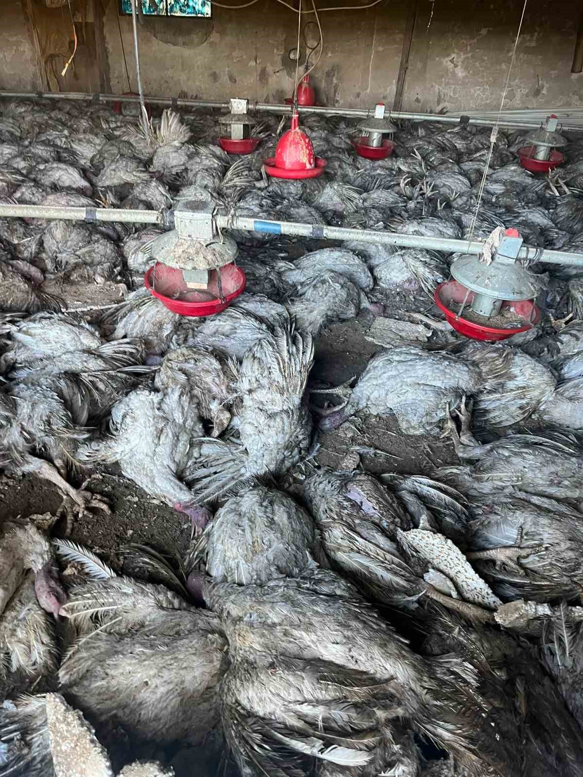 Bolu’da hindi kümesinde yangın: Bin 800 hindi telef oldu