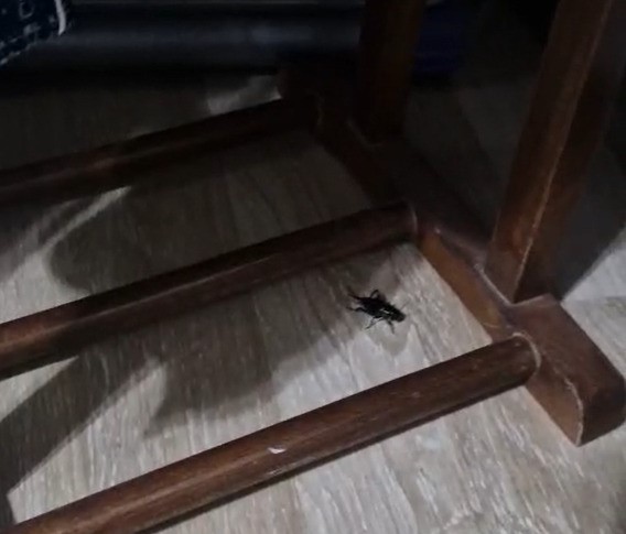 Adana’da cırcır böceği sesleri vatandaşları uyutmuyor