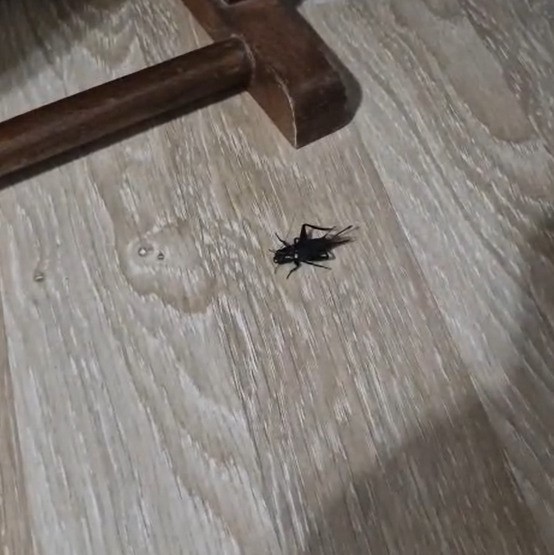 Adana’da cırcır böceği sesleri vatandaşları uyutmuyor
