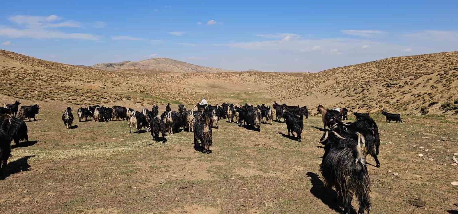 Bursa’dan köyüne döndü, hayvancılıkla geçimini sağlıyor
