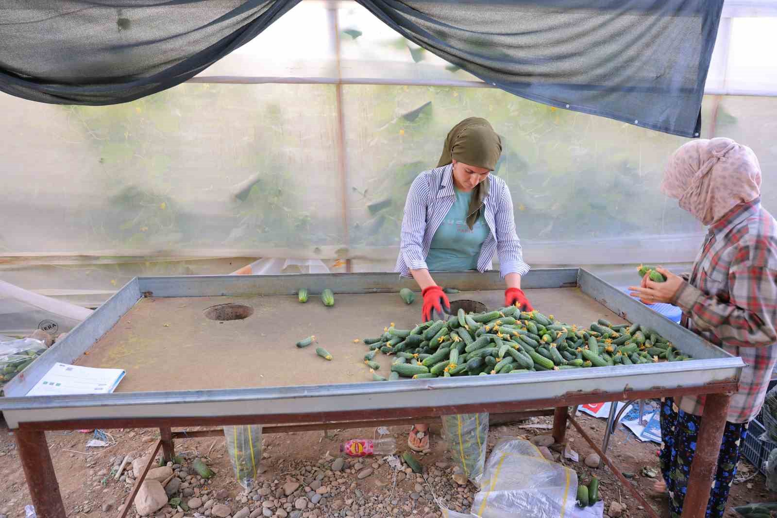 Kahramanmaraş’ta turşuluk ürünlerde hasat dönemi