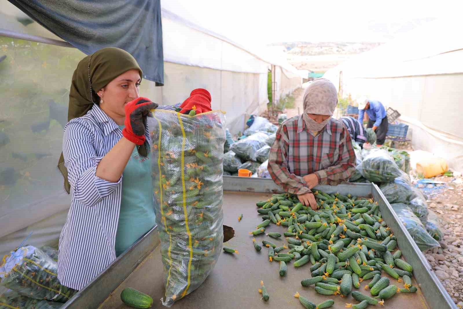 Kahramanmaraş’ta turşuluk ürünlerde hasat dönemi