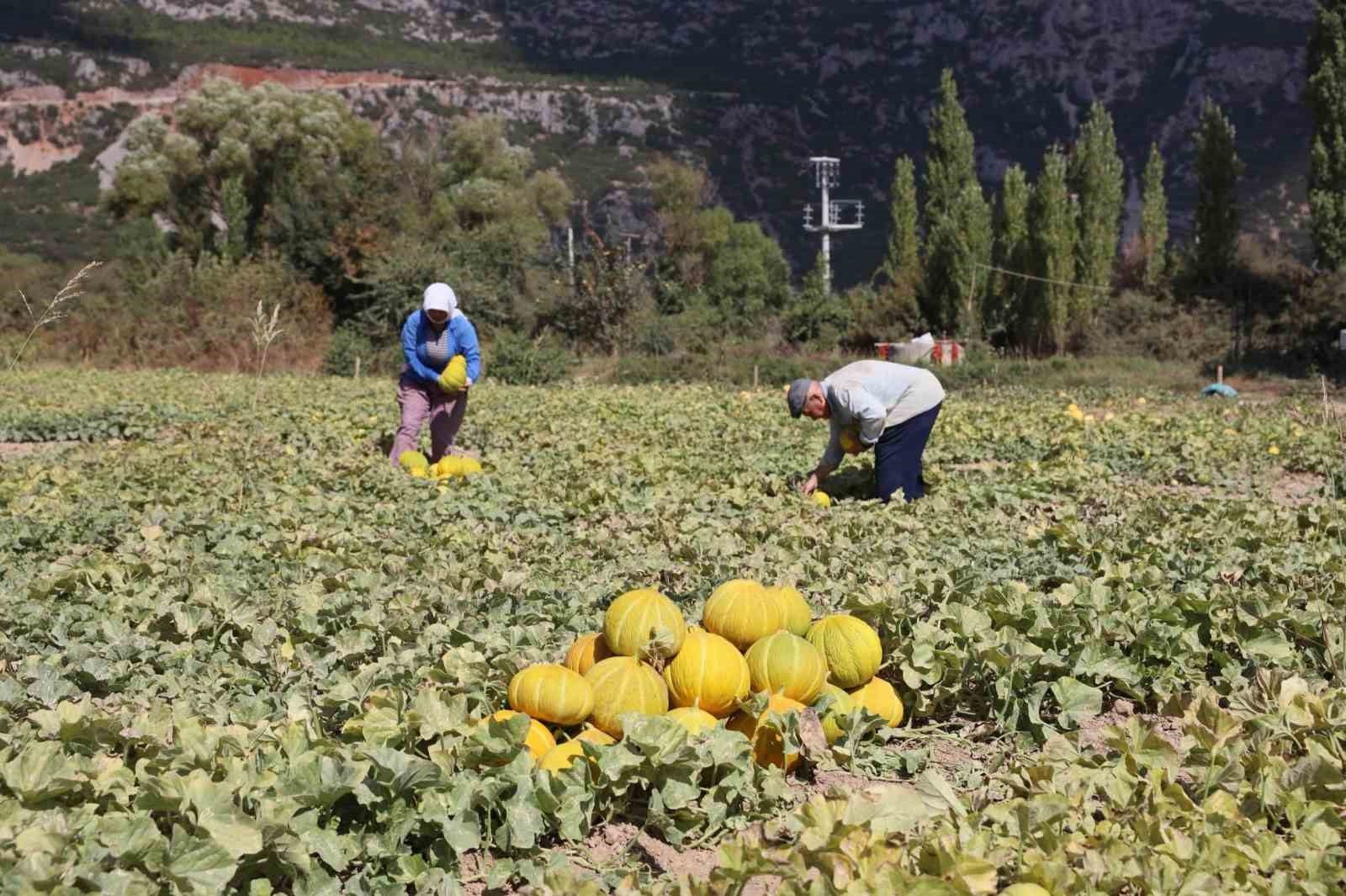 Menteşe’de yayla kavunu ve ata sebzelerinin hasadı yapıldı