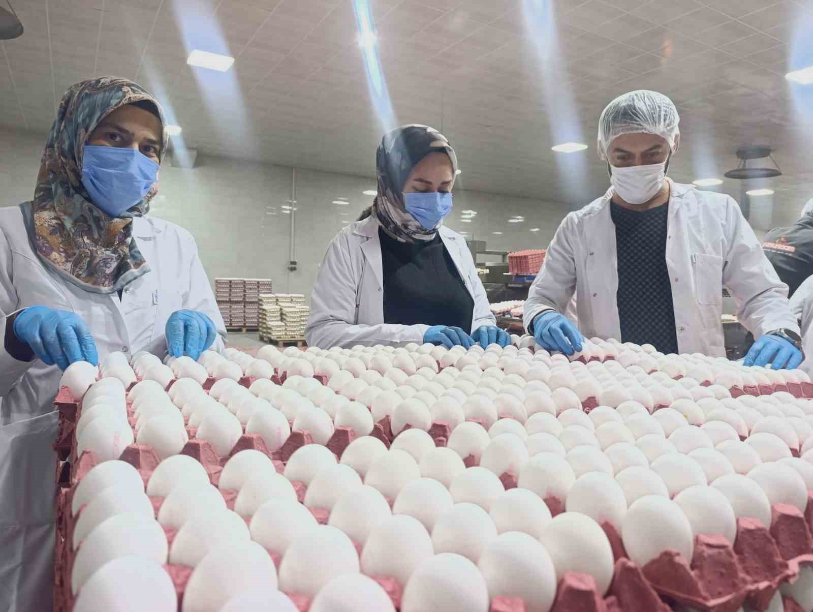 Yumurta üreticilerinin gözü Tahıl Koridoru’nda