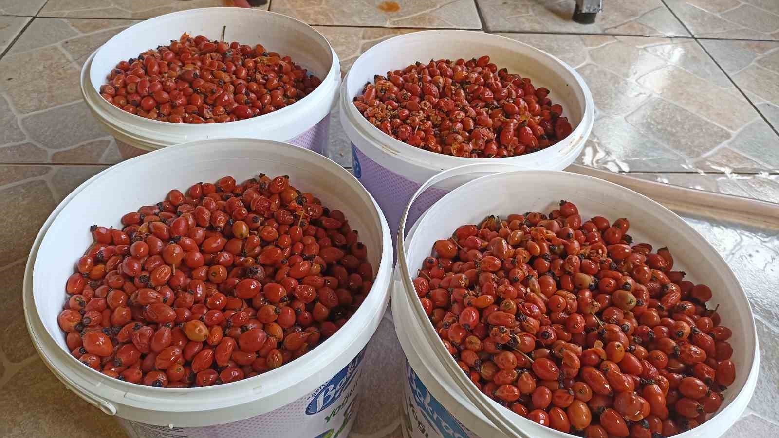 Günler süren işlem dakikalara indi: Kuşburnu marmeladı zamanı