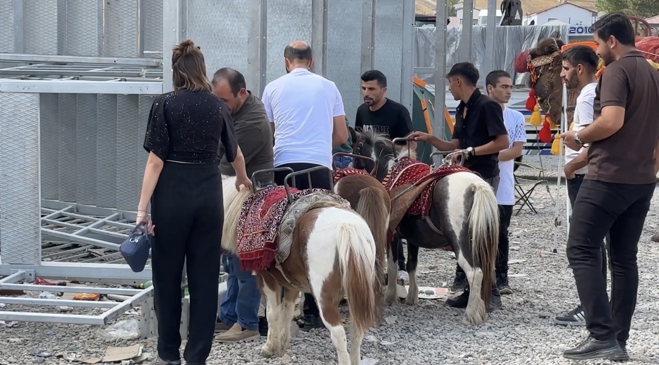 Yüksekova’ya getirilen develer ve midilli atları ilgi gördü