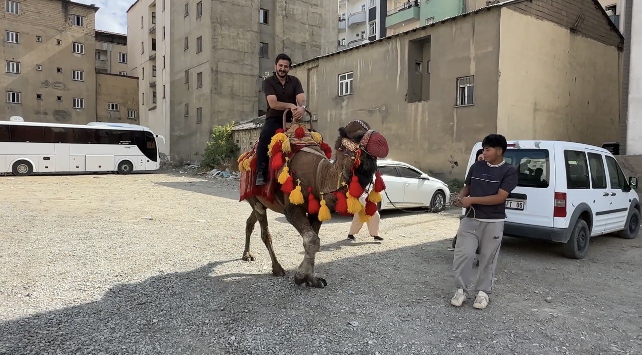 Yüksekova’ya getirilen develer ve midilli atları ilgi gördü