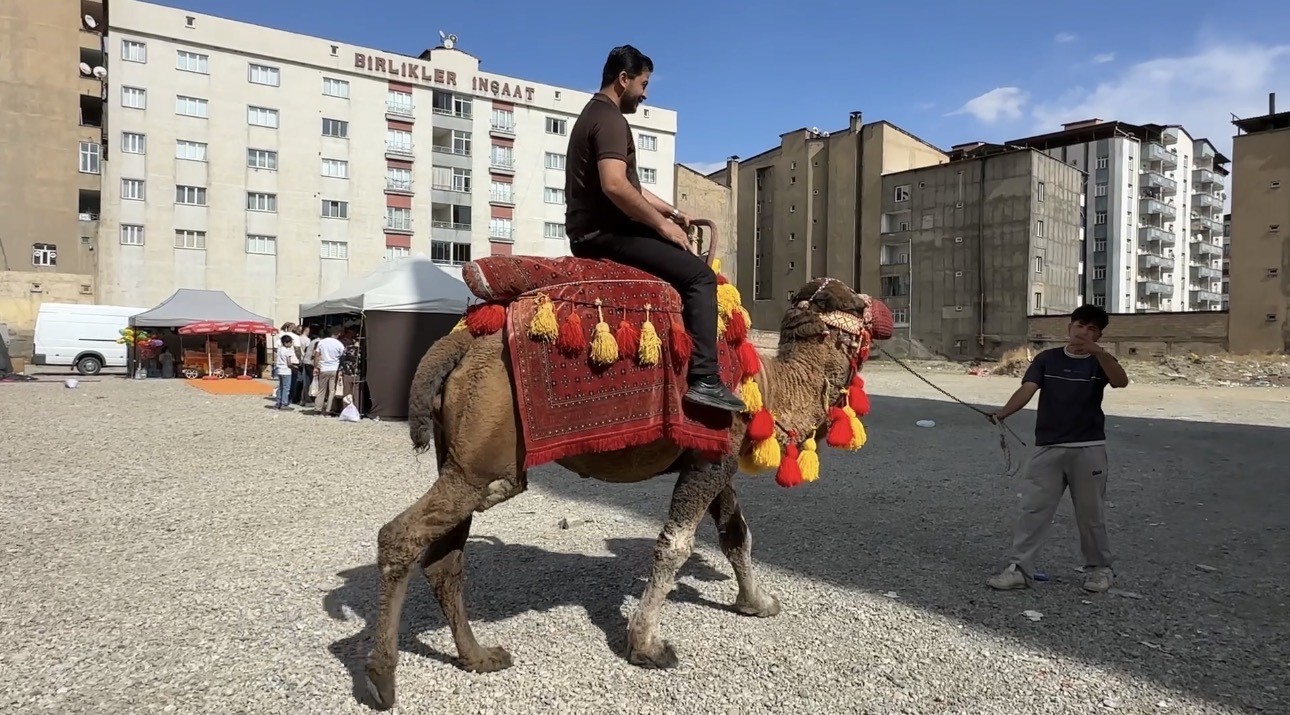 Yüksekova’ya getirilen develer ve midilli atları ilgi gördü