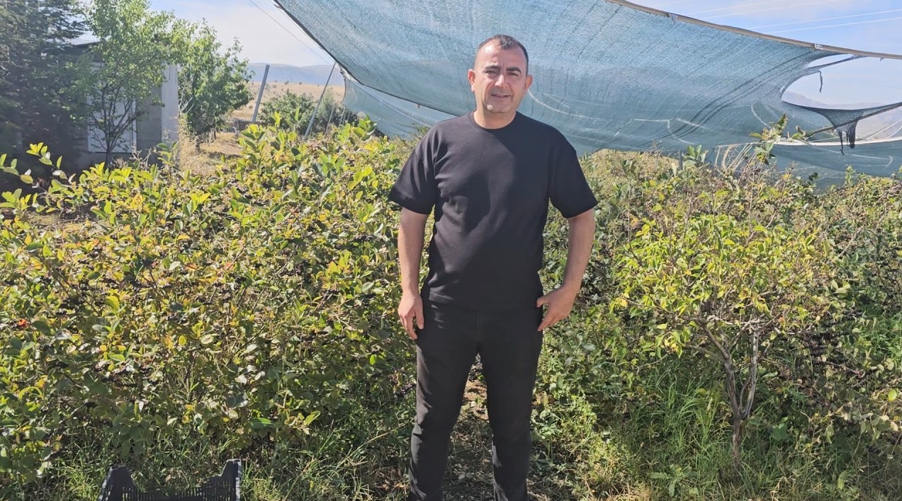 Konya’da aronyalar tek tek toplanıyor