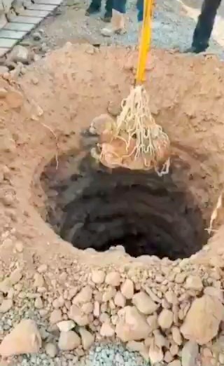 Çukurda mahsur kalan köpek, AFAD tarafından kurtarıldı